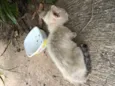 Gatinho Filhote