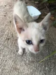 Gatinho Filhote