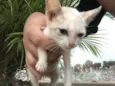 Gatinho Filhote