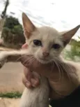 Gatinho Filhote