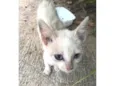 Gatinho Filhote