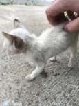 Gatinho Filhote