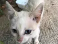 Gatinho Filhote