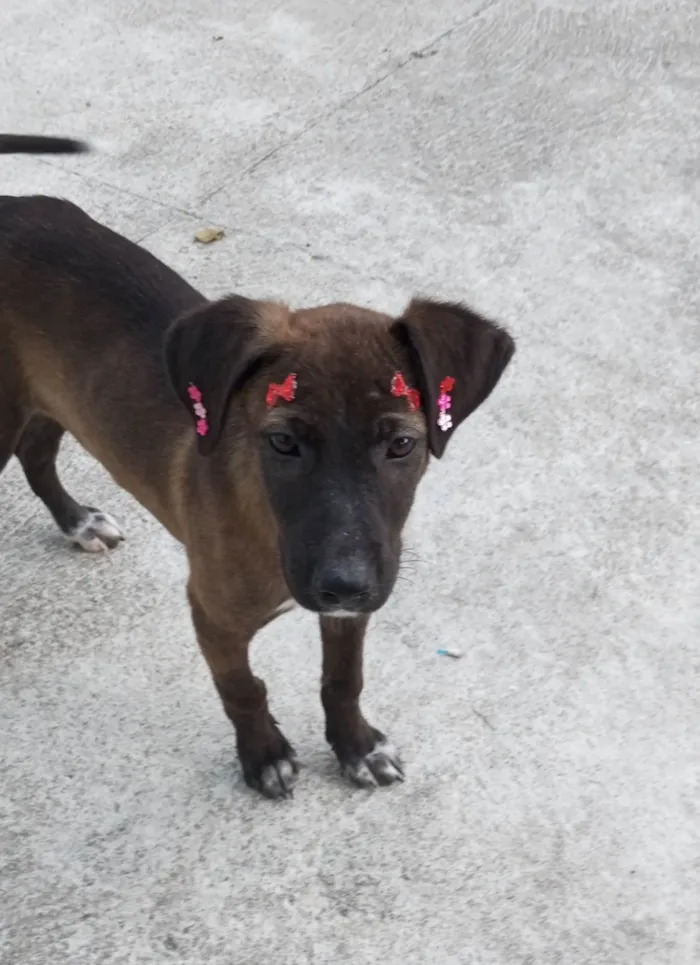 Cachorro ra a SRD-ViraLata idade 2 a 6 meses nome Juju e Pretinha