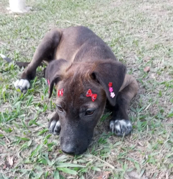 Cachorro ra a SRD-ViraLata idade 2 a 6 meses nome Juju e Pretinha