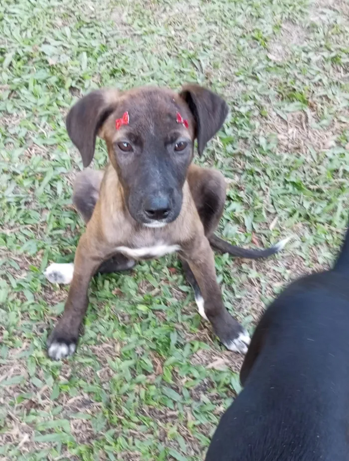 Cachorro ra a SRD-ViraLata idade 2 a 6 meses nome Juju e Pretinha