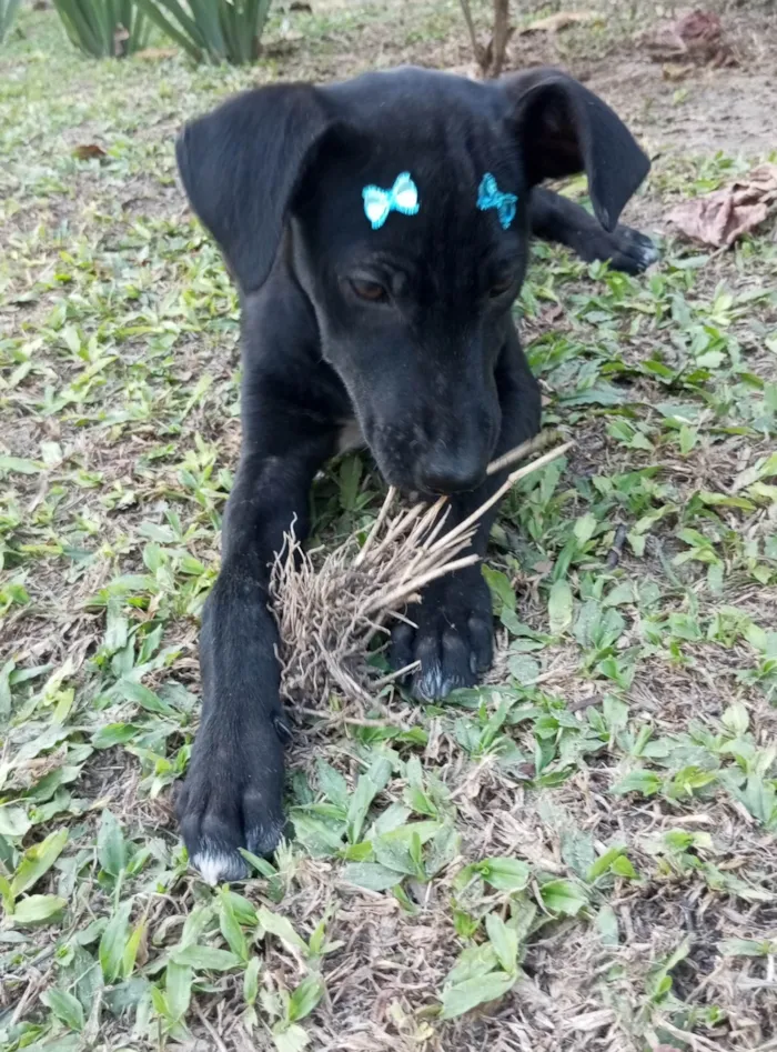 Cachorro ra a SRD-ViraLata idade 2 a 6 meses nome Juju e Pretinha