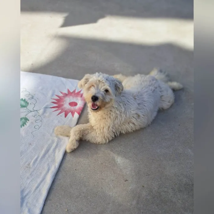 Cachorro ra a SRD-ViraLata idade 1 ano nome CAIO WHITE 