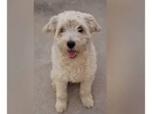 Cachorro raça SRD-ViraLata idade 1 ano nome CAIO WHITE 