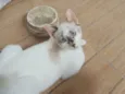 Penélope