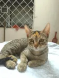 Princesa