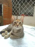 Princesa