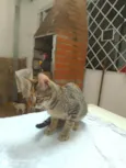 Princesa