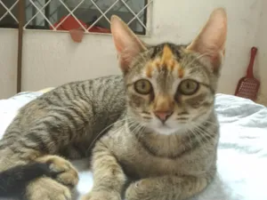 Gato raça SRD-ViraLata idade 2 a 6 meses nome Princesa 