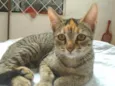 Princesa