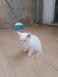 Klaus
