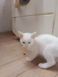 Klaus