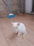 Klaus