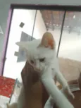 Klaus