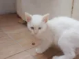 Klaus
