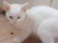 Klaus