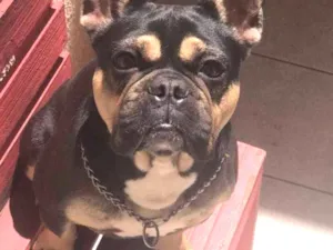 Cachorro raça Bulldog idade 5 anos nome YUKI