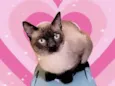 Pudim bb10meses e um AMOR