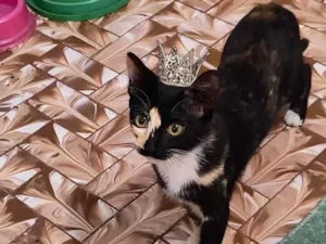 Gato raça SRD-ViraLata idade 7 a 11 meses nome Fidji bb7meses Linda e boazinha 