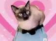 Pudim bb10meses e um AMOR