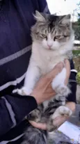 Luigi 1ano pelo longo lindo
