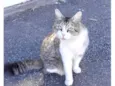 Luigi 1ano pelo longo lindo