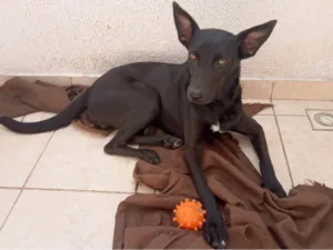 Cachorro raça SRD-ViraLata idade 1 ano nome Pretinha 