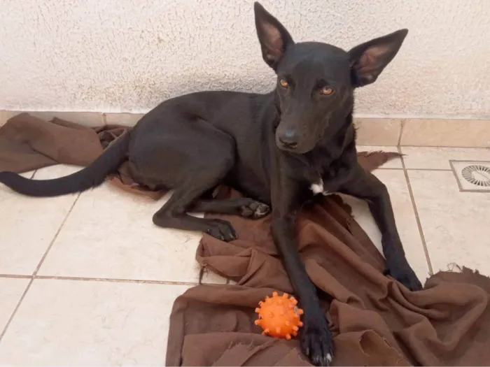 Cachorro ra a SRD-ViraLata idade 1 ano nome Pretinha 