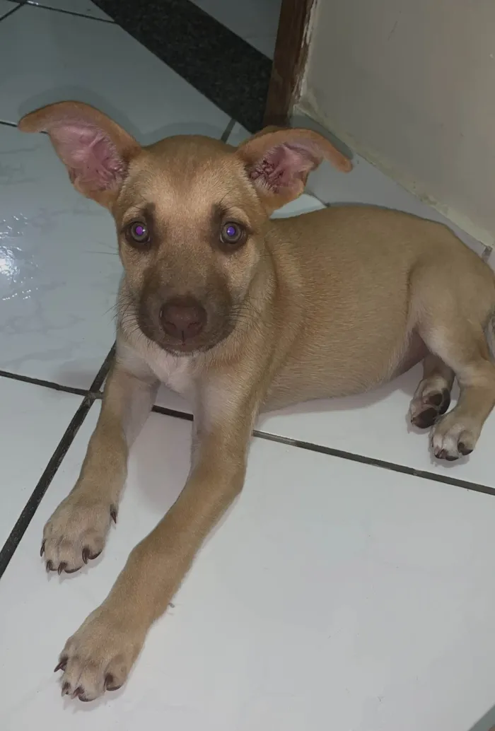 Cachorro ra a SRD-ViraLata idade 2 a 6 meses nome Paçoca 