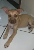 Paçoca