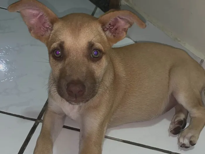 Cachorro ra a SRD-ViraLata idade 2 a 6 meses nome Paçoca 