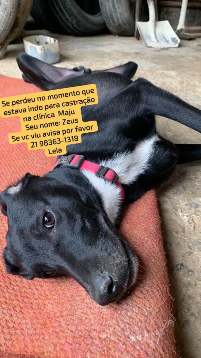 Cachorro ra a SRD-ViraLata idade 2 anos nome Zeus