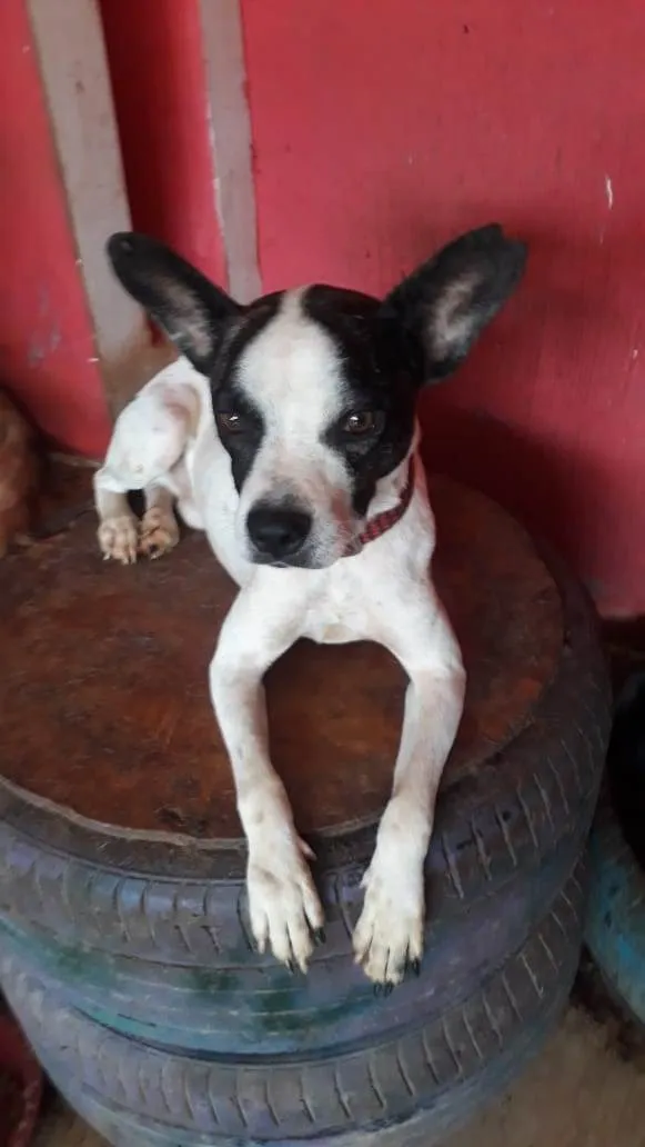 Cachorro ra a SRD-ViraLata idade 2 anos nome Manchinha 