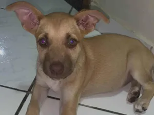 Cachorro raça SRD-ViraLata idade 2 a 6 meses nome Paçoca 