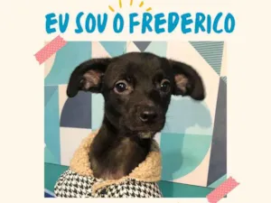 Cachorro raça SRD-ViraLata idade 2 a 6 meses nome Frederico bb4meses porte PEQUENO 