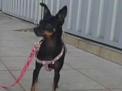 Cachorro raça Pinscher idade 6 ou mais anos nome SOPHIA