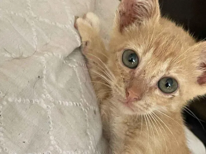 Gato ra a SRD-ViraLata idade 2 a 6 meses nome Banzé 