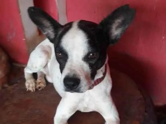 Cachorro ra a SRD-ViraLata idade 2 anos nome Manchinha 