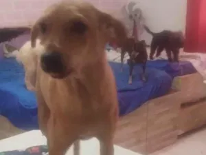 Cachorro raça SRD-ViraLata idade 2 anos nome Pepe 
