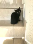 Nescau bb2meses pelo longo lindíssima