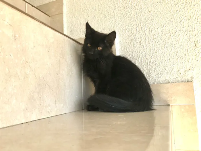 Gato ra a SRD-ViraLata idade 2 a 6 meses nome Nescau bb2meses pelo longo lindíssima 