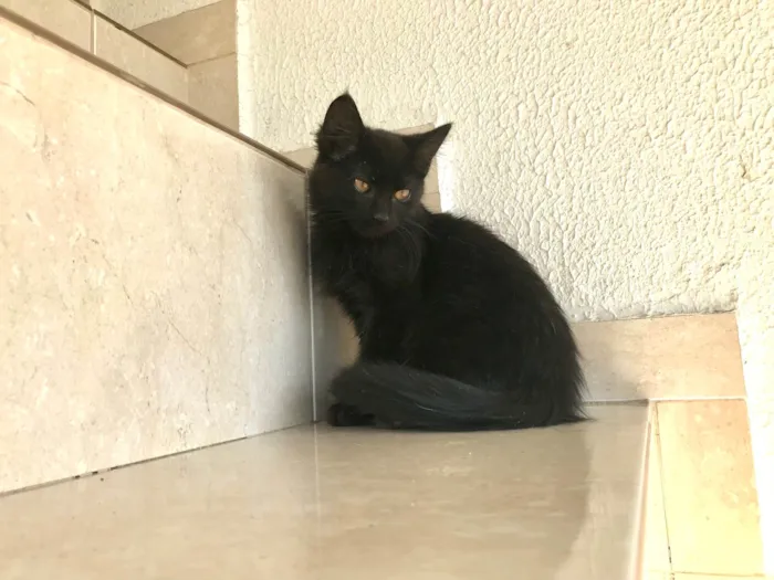 Gato ra a SRD-ViraLata idade 2 a 6 meses nome Nescau bb2meses pelo longo lindíssima 