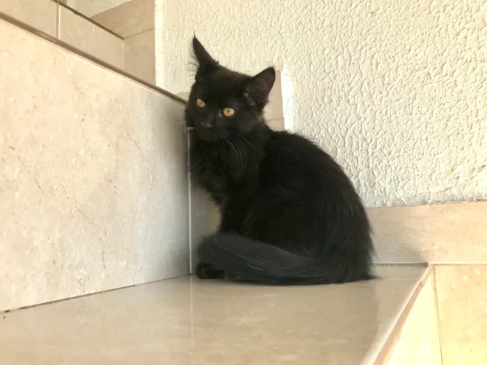 Gato ra a SRD-ViraLata idade 2 a 6 meses nome Nescau bb2meses pelo longo lindíssima 