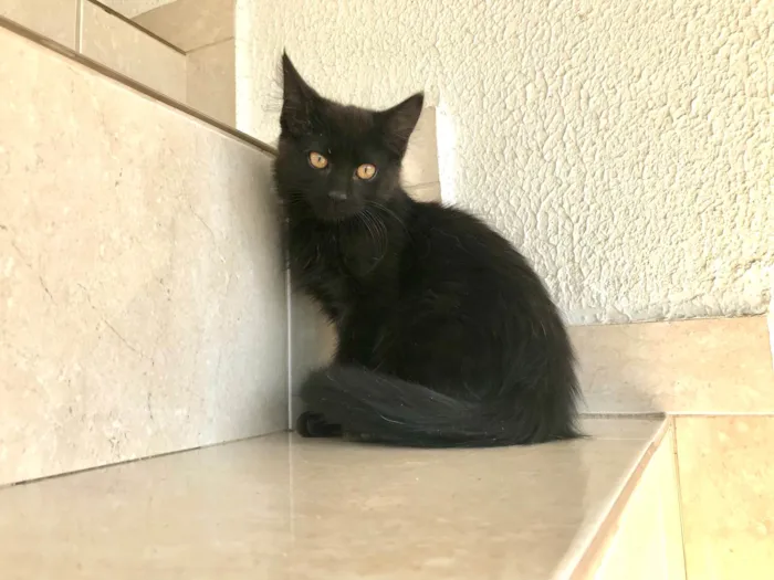 Gato ra a SRD-ViraLata idade 2 a 6 meses nome Nescau bb2meses pelo longo lindíssima 