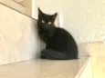 Nescau bb2meses pelo longo lindíssima